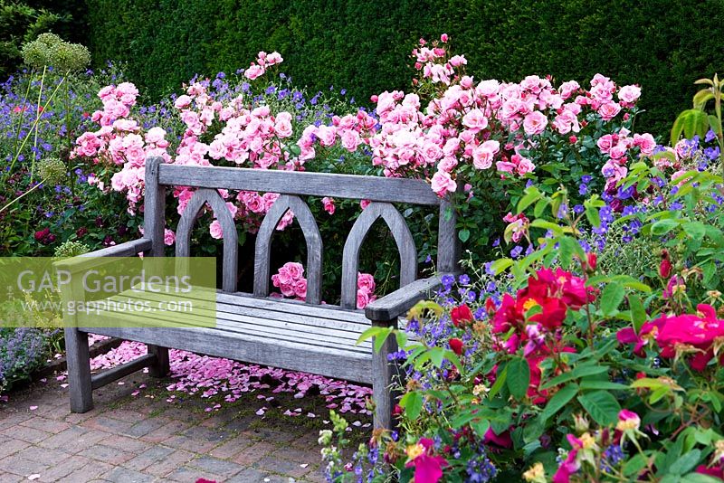 Wooden bench surrounded by Rosa 'Haruseful' at RHS Rosemoor garden, Devon