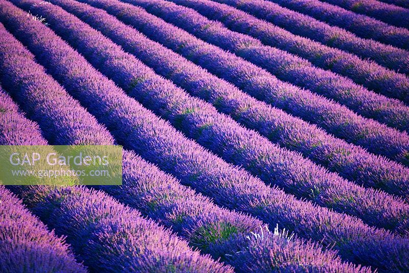 Field of purple Lavender near Valensole, Provence, France. July 
