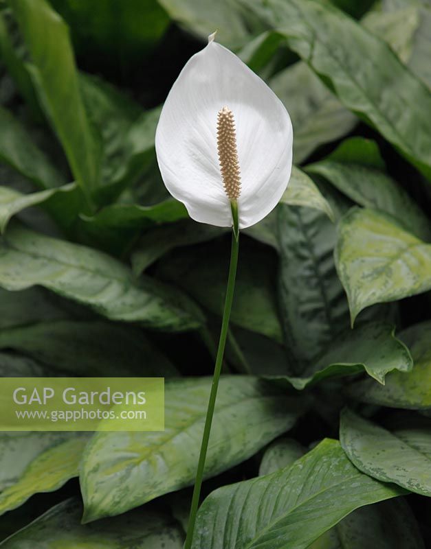 Spathiphyllum wallisii 'Clevelandii' - Peace Lily