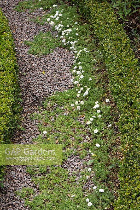 Chamaemelum nobile 'Flore Pleno' - Chamomile growing in gravel path edged by low clipped Buxus -Box hedge