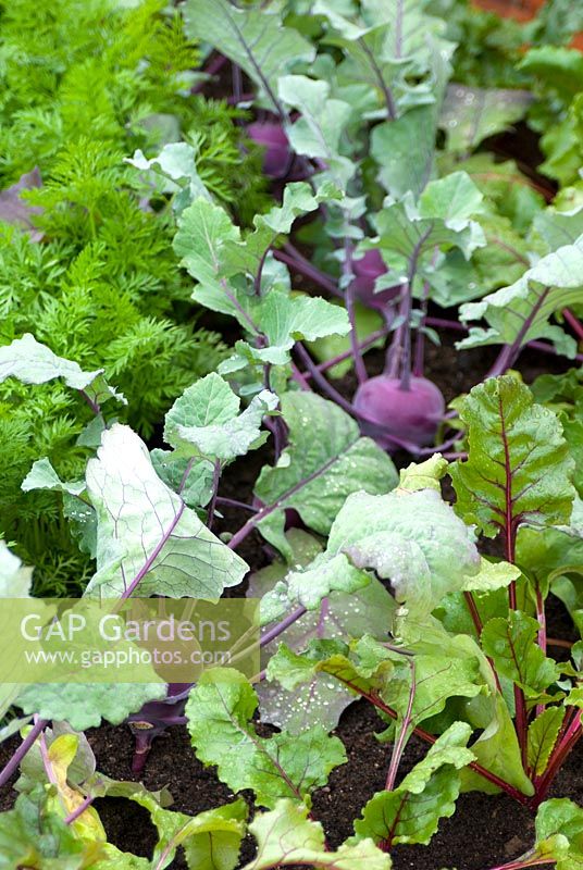 Brassica oleracea  - Kohl Rabi with Beta vulgaris -  Beetroot 'Boltardy' in vegetable bed
