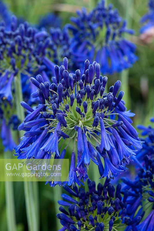 Agapanthus 'Quink Drops' - African Blue Lily