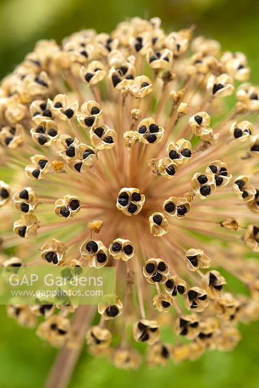 Allium stipitatum seedhead - Ornamental Onion