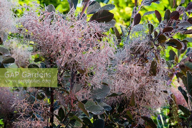 Cotinus 'Royal Purple' - Smokebush