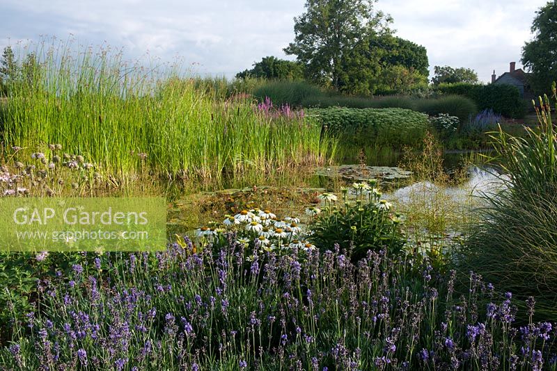 Large informal pond surrounded by Betula - Birch, Lavandula - Lavender, Echinacea 'White Swan', Monarda, Choemoplectus, Lacustris  - Club Rush and Eupatorium. The Oast House, Sussex, July
 