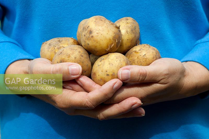 Woman holding New Potatoes
