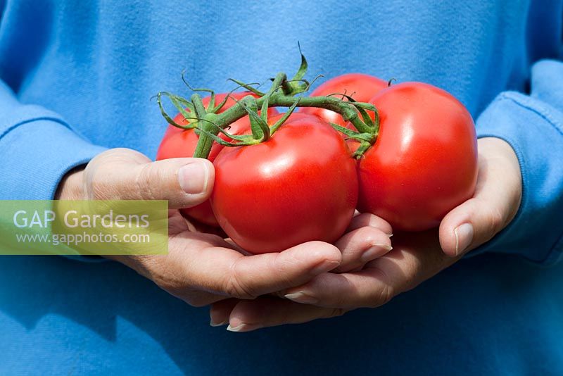 Woman holding Tomatoes