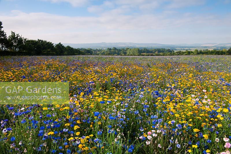 Private meadow in Sussex with mix of Centaurea - Cornflower, Papaver - Poppies, Eschscholzia - Californian poppy, Coreopsis and Corn Marigolds. August