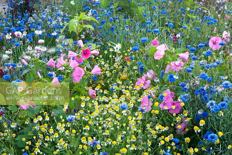 Colourful annual wildflower seed mixture of Lavatera, Centaurea - Cornflower and chamomile. August