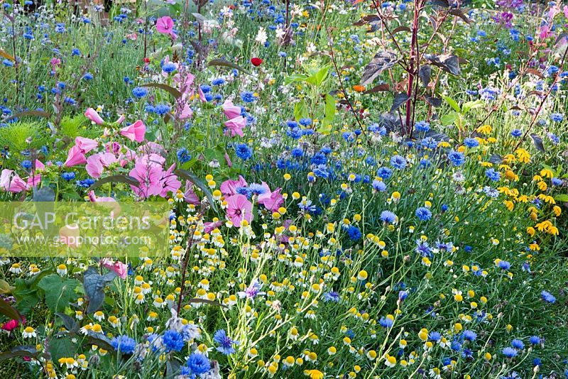 Colourful annual wildflower seed mixture of Lavatera, Centaurea - Cornflower and chamomile. August
 
