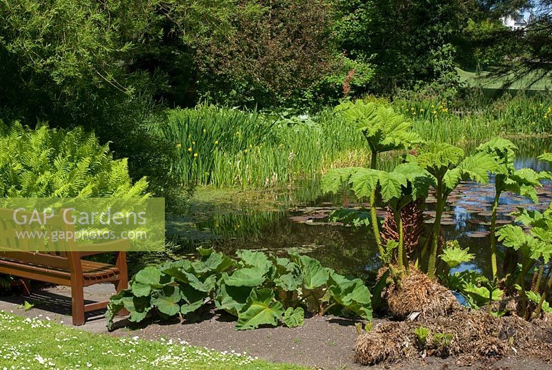 Water garden at St Andrews Botanic Garden, Scotland