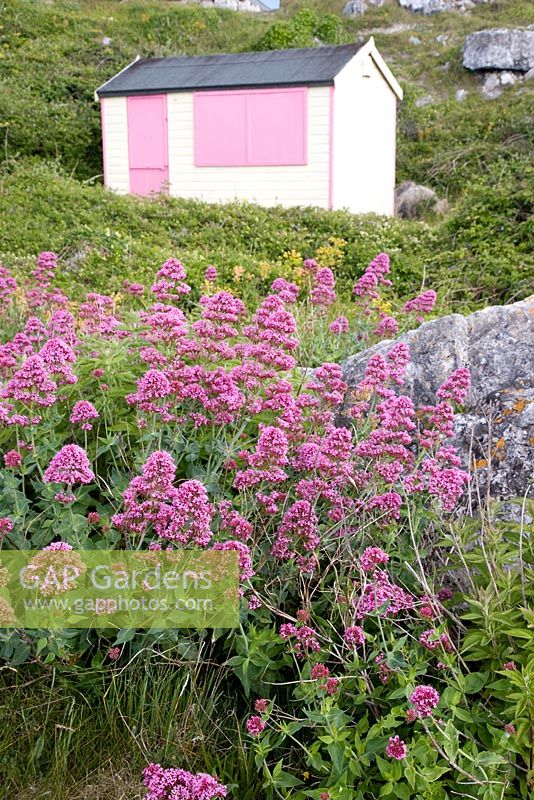 Centranthus ruber  - Red Valerian growing wild on cliffs and disused quarry, Portland, Dorset UK