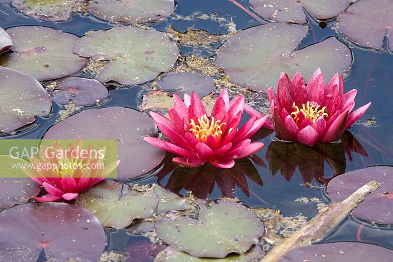 Nymphaea - Waterlily