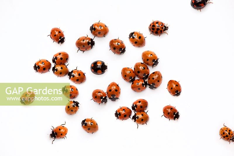Ladybirds on a white background 