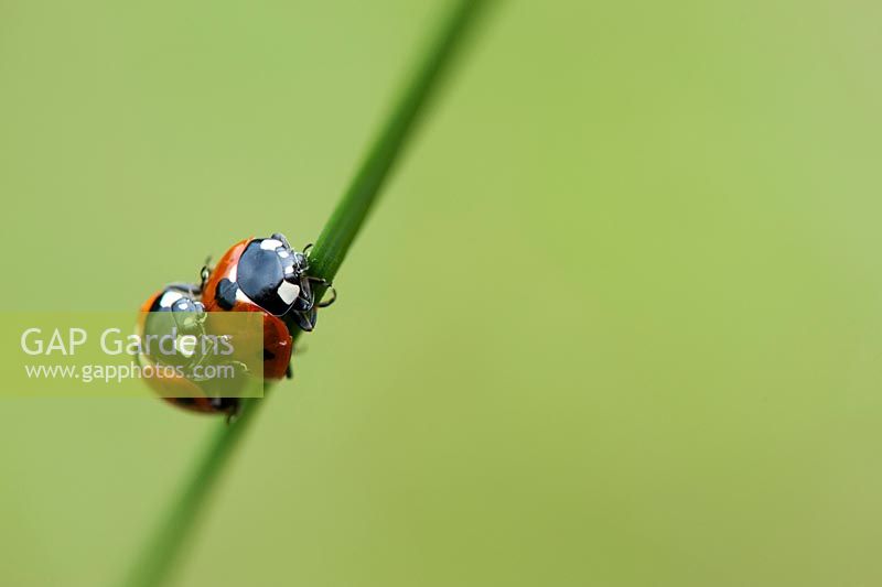 Coccinella - Ladybirds mating on a grass stem