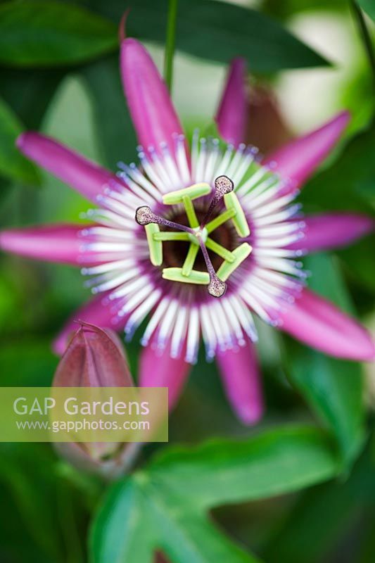 Passiflora violacea - Passion flower