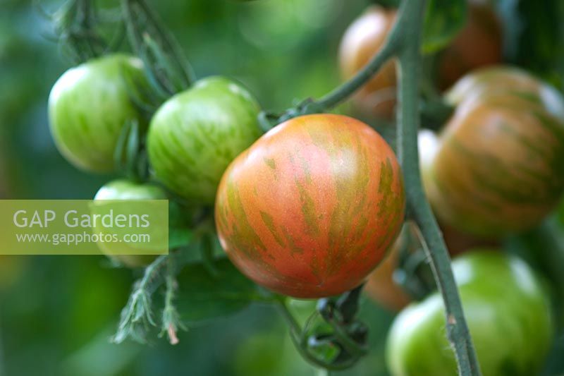 Tomatoes 'Tigerella'