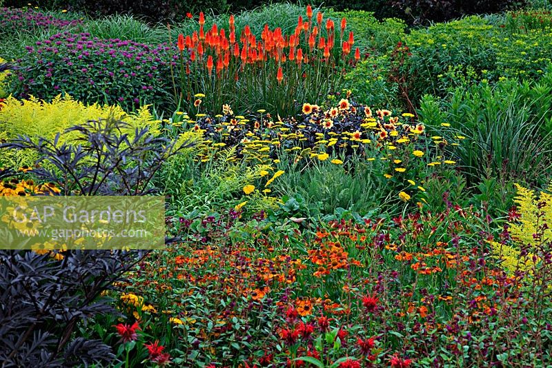 High summer in the Square Garden at RHS Rosemoor with Kniphofia 'Royal Standard AGM', Helenium 'Sahin's Early Flowerer' AGM, Dahlia 'Moonfire AGM', Achillea 'Coronation Gold' AGM and Solidago 'Goldenmosa' AGM