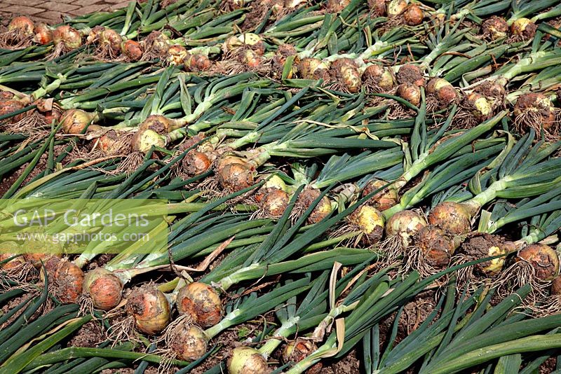 Onions grown from sets and maturing and drying in the sun - from front - 'Santos', 'Seton', 'Stuttgarter'