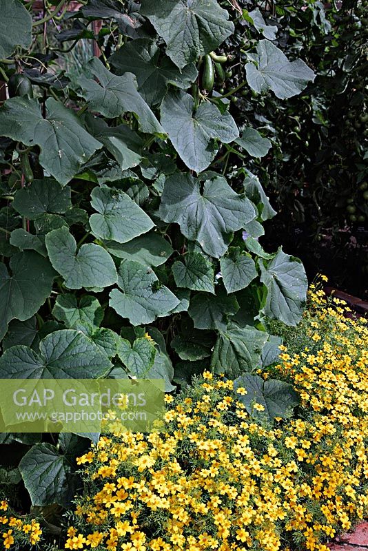 Companion planting - Tagetes 'Lemon Queen' with Cucumbers
