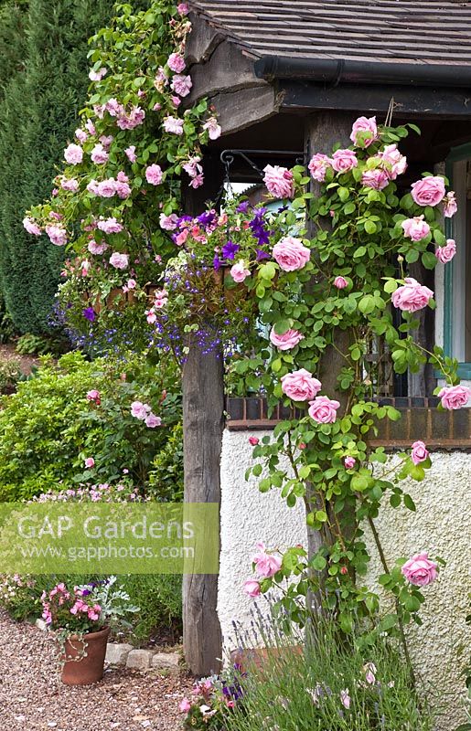 Front porch with rambling Roses 'May Queen' - left and Rosa 'Madame 'Caroline Testout' - right'. Lilac Cottage (NGS) Garden, Gentleshaw, Staffordshire, UK 