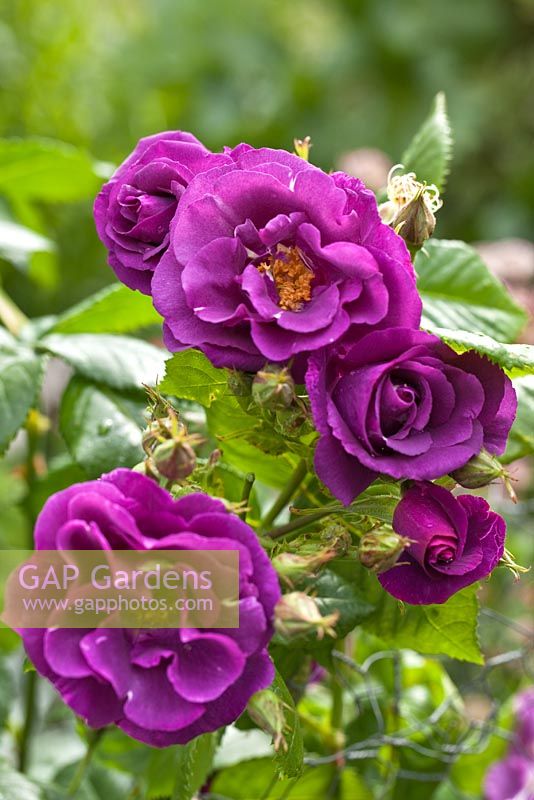 Rosa 'Rhapsody in Blue' syn 'Frantasia'. Lilac Cottage (NGS) Garden, Gentleshaw, Staffordshire, UK 
 