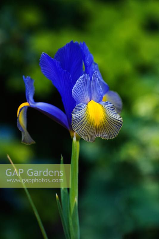 Iris 'Sapphire Beauty'