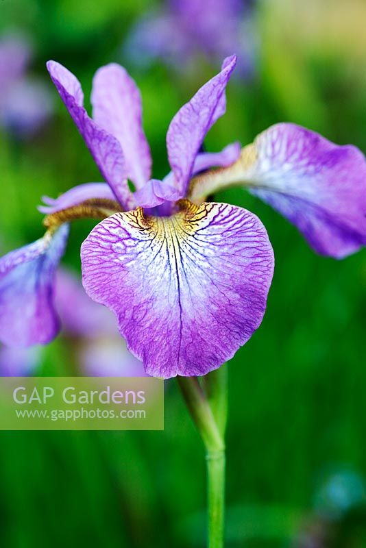 Iris sibirica 'Sparkling Rose' - Siberian Iris