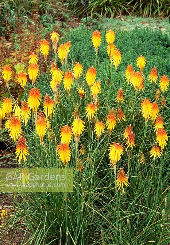 Kniphofia 'Bressingham Comet' - Torch Lily, Red Hot Poker