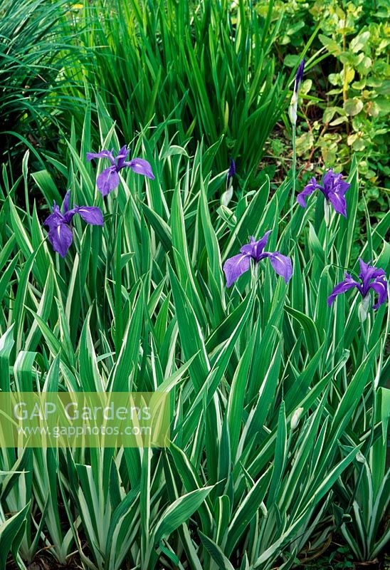 Iris ensata 'Variegata' - Variegated Japanese Iris