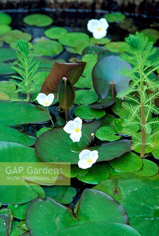Hydrocharis morsus - ranae growing with miniature water lily and parrots feather Common name - frogbit