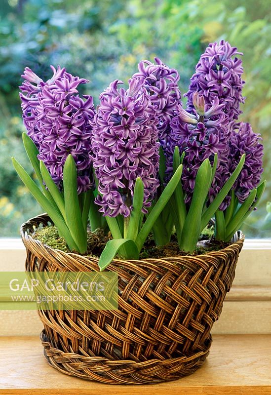 Hyacinthus in wicker pot