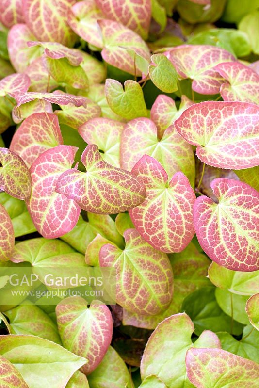 Pink and green patterned foliage at Millenium Garden (NGS) Lichfield, UK
 