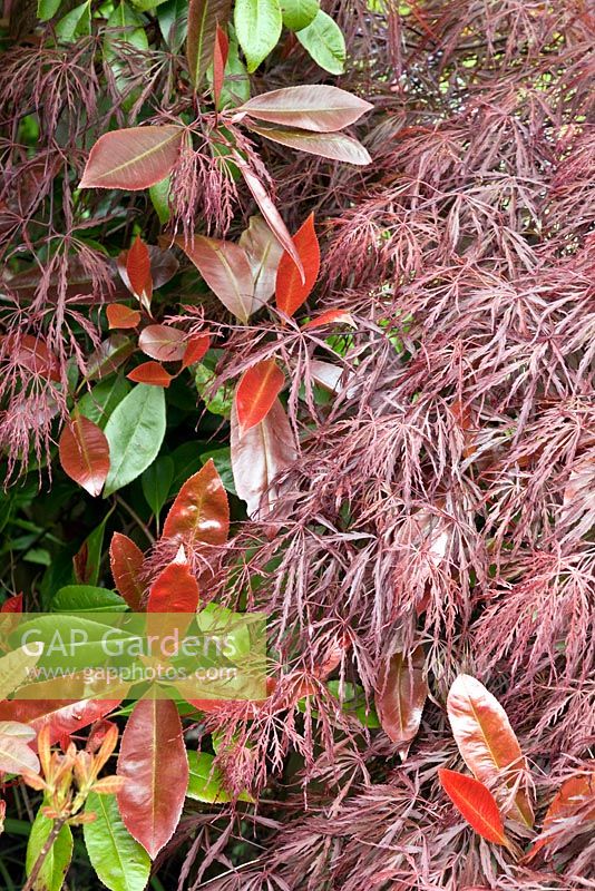 Photinia 'Red Robin' and Acer dissectum at Millenium Garden (NGS) Lichfield, UK
 