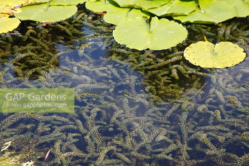 Elodia canadensis - Canadian pondweed growing under water