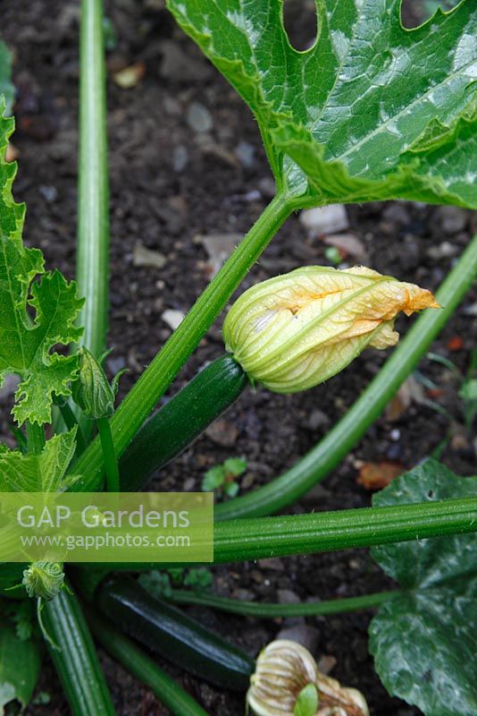 Curcurbita pepo - developing fruit on Courgette
