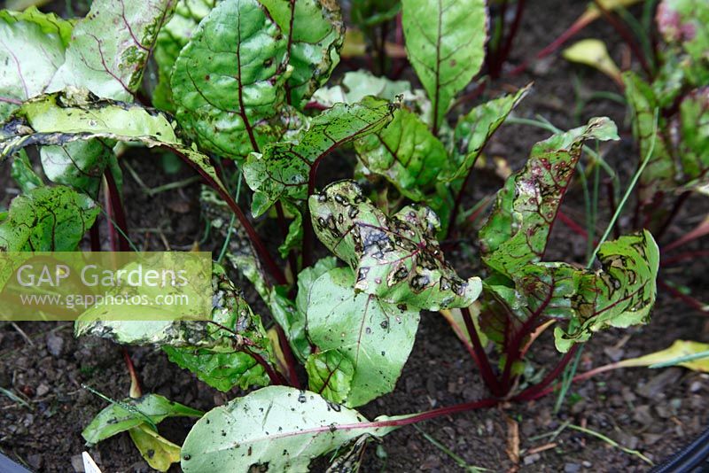Beetroot showing signs of Pegomya hyoscyami - Beet Leaf Miner