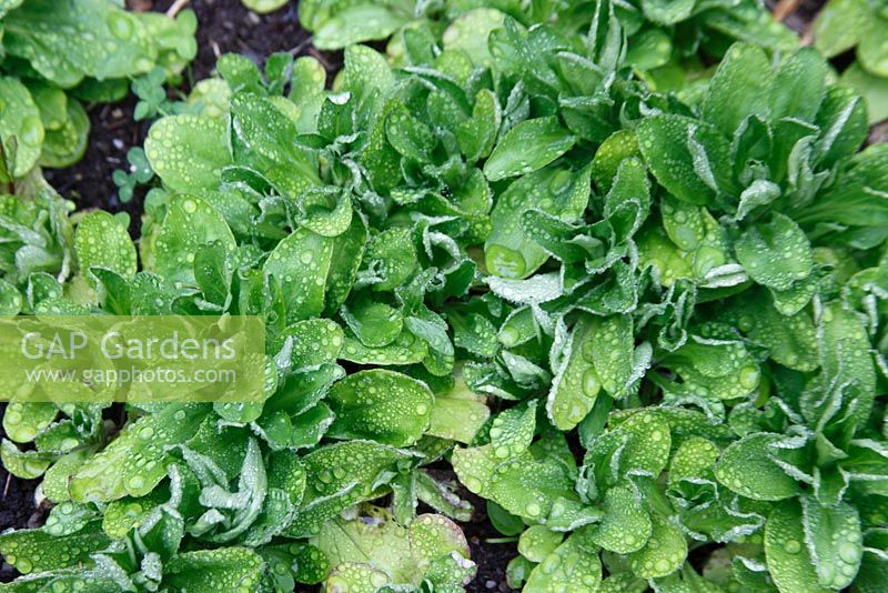 Valerianella eriocarpa - Lambs Lettuce