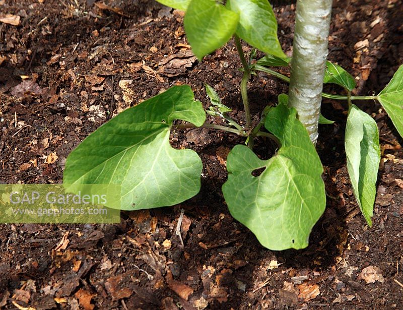 Runner Beans mulched with partially rotted leaf mould