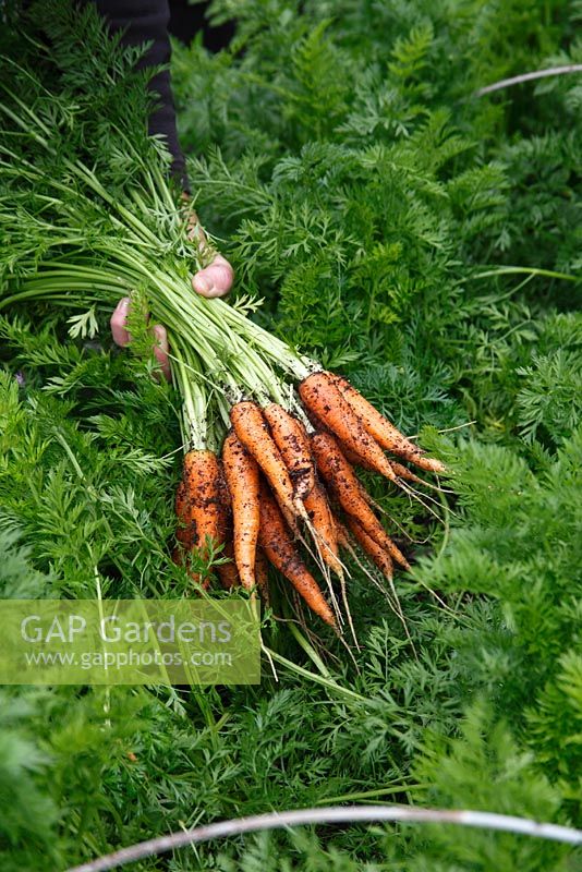 Carrots 'Early Nantes'