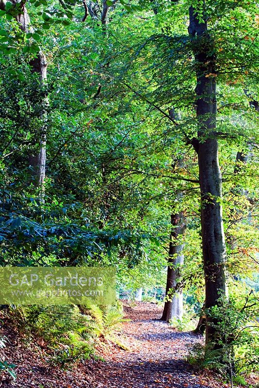 Path at the edge of the Upper Woodland Garden - Plas Cadnant, Menai Bridge, Anglesey, Wales 