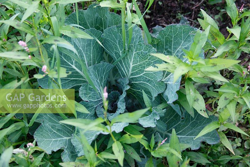 Brassica oleracea - Cabbage growing in protection of weed covering