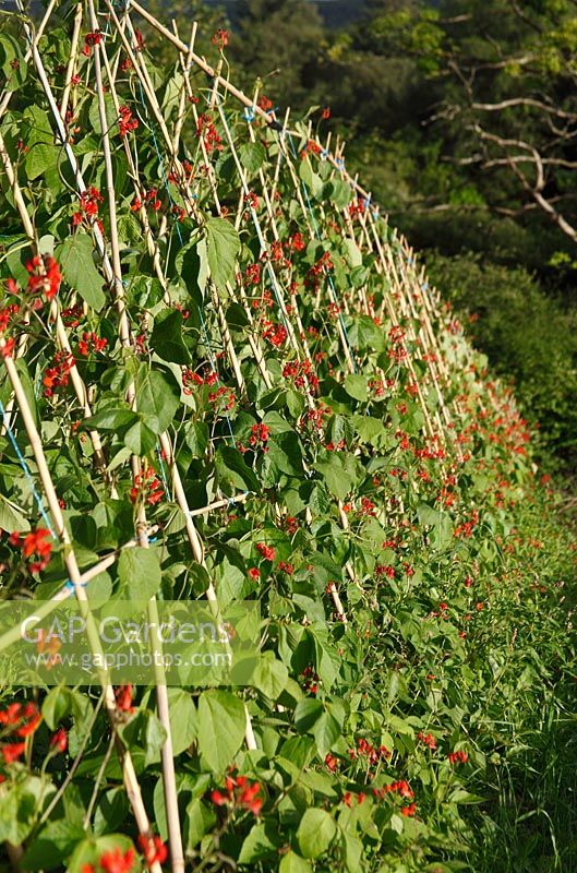 Phaseolus coccineus - Runner beans supported with bamboo canes