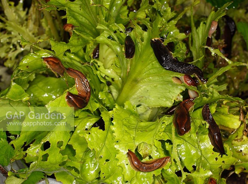 Arion ater - Black slugs feeding on lettuces at night