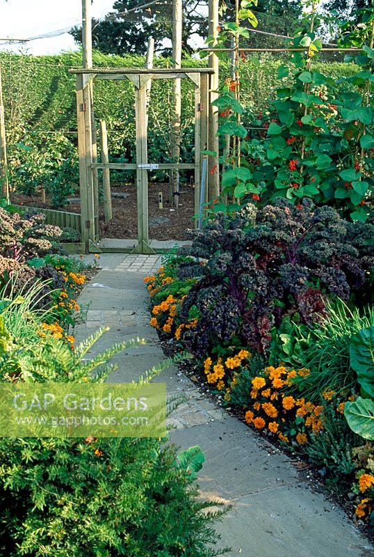 Vegetable garden with Marigolds, Kale and Runner beans with path leading to fruit cage