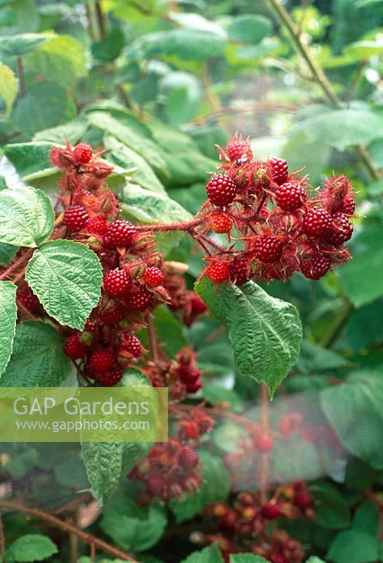 Rubus phoenicolasius - Japanese Wineberry