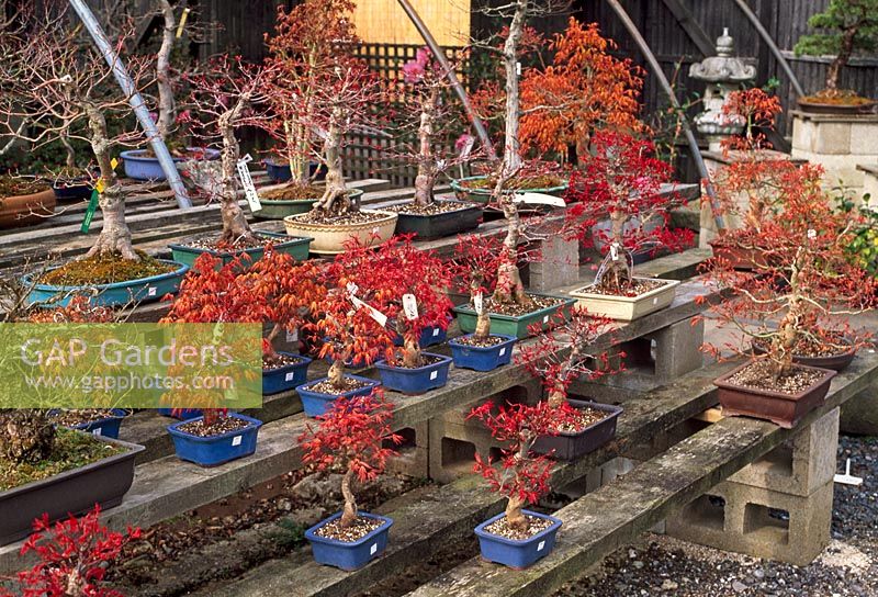 Carefully trained bonsai maples in containers