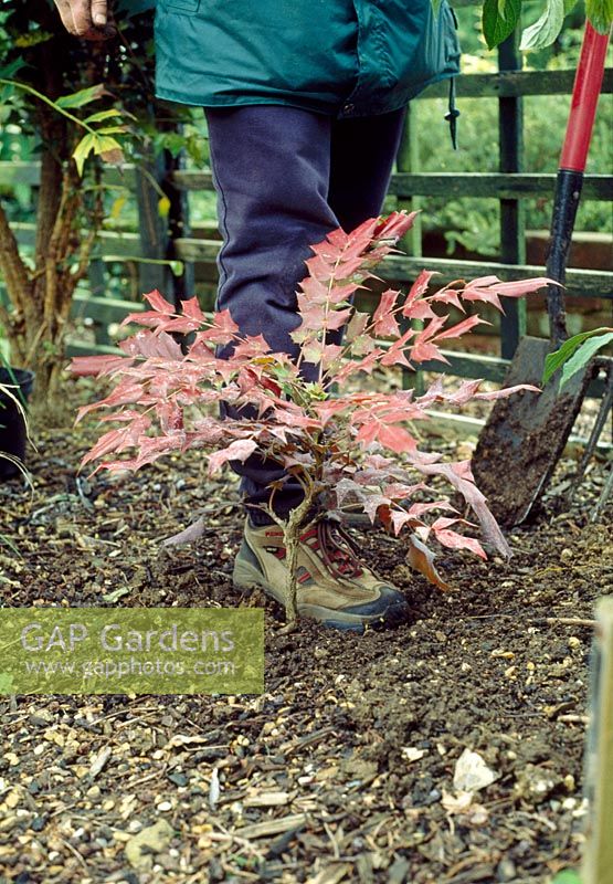 Planting Mahonia - Final firming of the soil with the foot. Slope the soil towards the plant to collect water