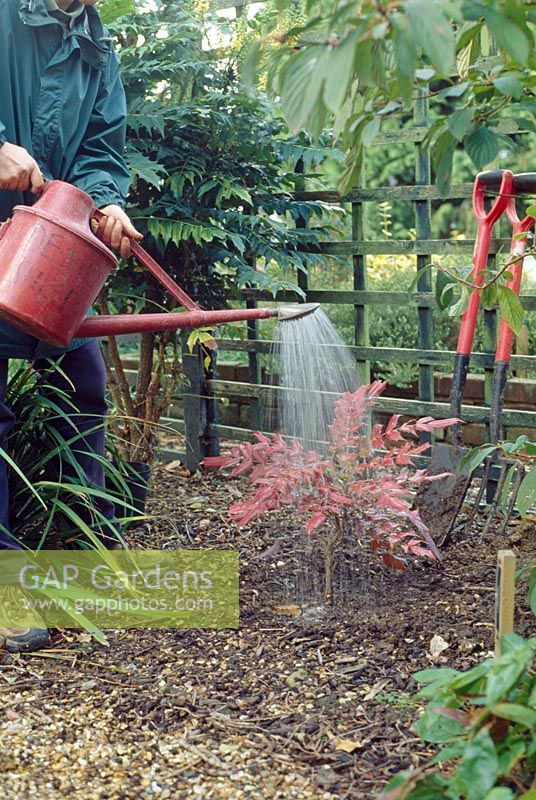 Planting Mahonia - Water the shrub to settle the soil around the roots