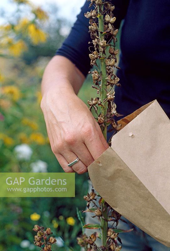 Collecting seeds in a paper bag